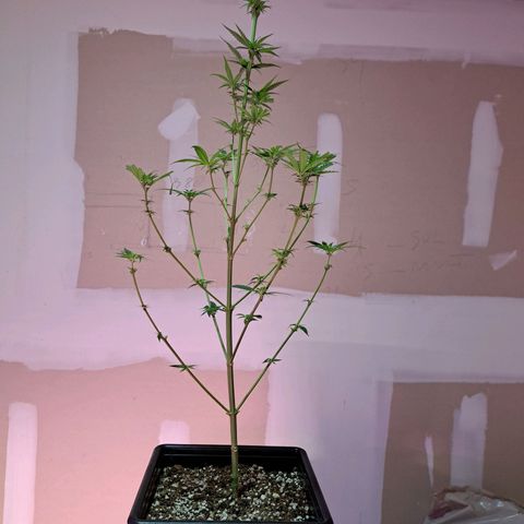 Crema de Frutas growlog photo: Crema de fruta nro 1