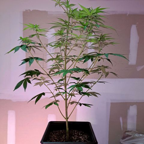 Crema de Frutas growlog photo: Crema de fruta nro 2