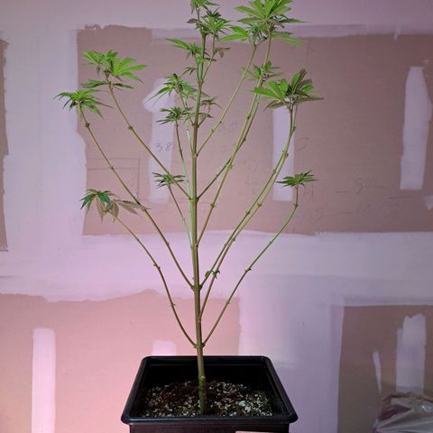 Crema de Frutas growlog photo: Crema de fruta nro 2