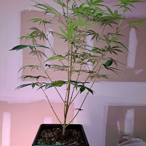 Crema de Frutas growlog photo: Crema banana nro 1