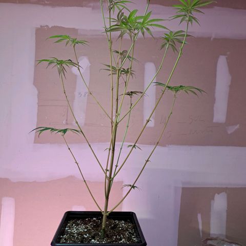 Crema de Frutas growlog photo: Crema banana nro 1
Se hizo una horqueta vastante alta. No me gusta 