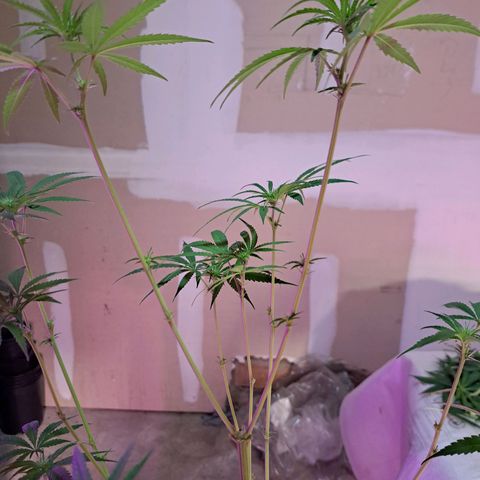 Crema de Frutas growlog photo: Crema banana nro 1
Se hizo una horqueta vastante alta. No me gusta 