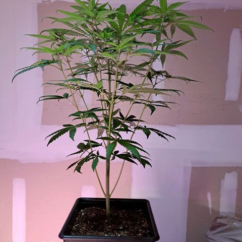 Royal Moby 1 growlog photo: Royal Moby Dick nro 1