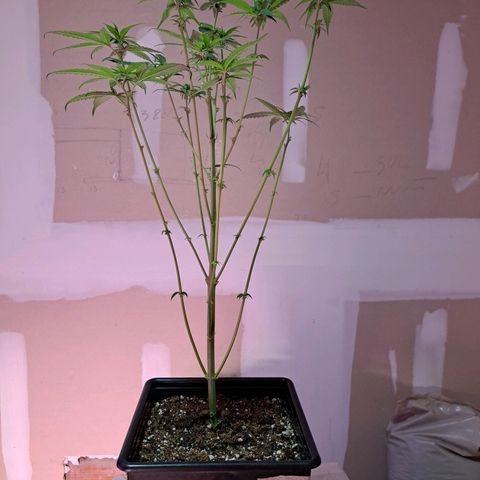 Royal Moby 1 growlog photo: Royal Moby Dick nro 1