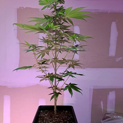 Royal Moby 1 growlog photo: Royal Moby Dick nro 2