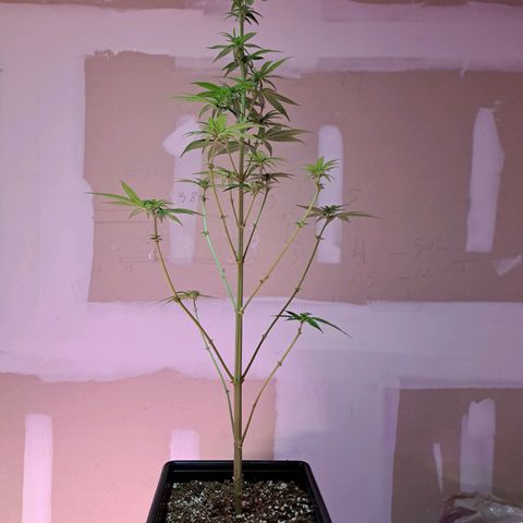 Royal Moby 1 growlog photo: Royal Moby Dick nro 2