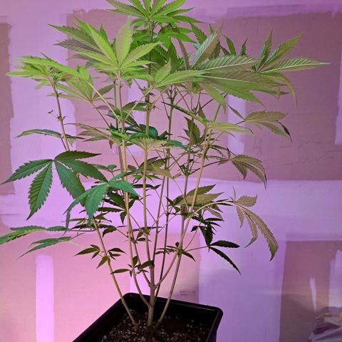 Crema de Frutas growlog photo: Crema Galletita nro 1