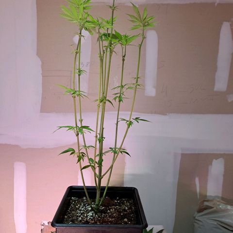 Crema de Frutas growlog photo: Crema Galletita nro 2