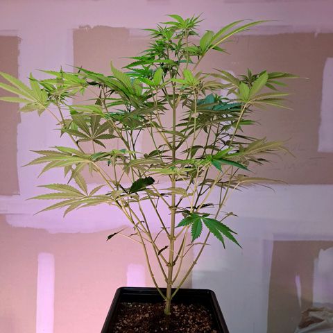 Crema de Frutas growlog photo: Crema Galletita nro 2