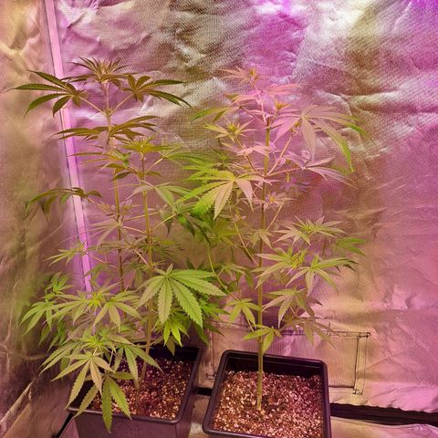 Regulares growlog photo: Regulares 