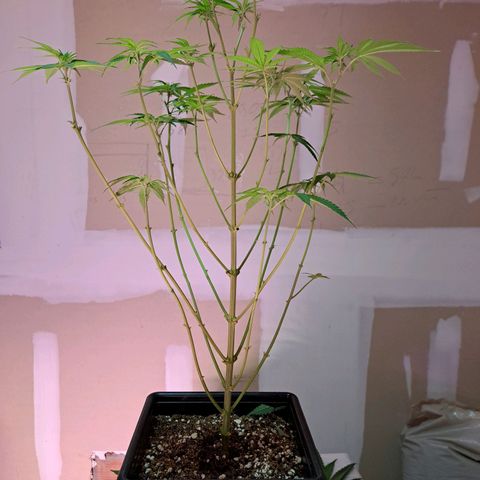 Crema de Frutas growlog photo: Crema Galletita nro 2