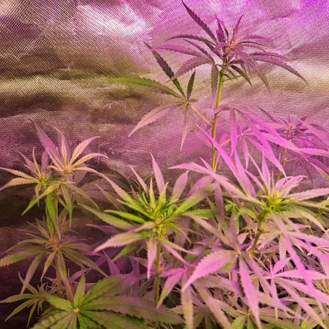 Regulares growlog timeline photo