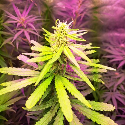 Royal Moby 1 growlog timeline photo
