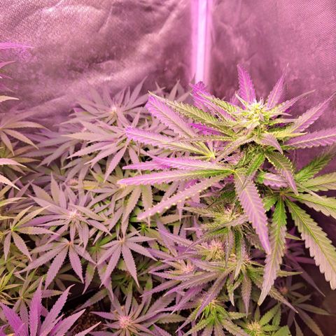 Crema de Frutas growlog timeline photo