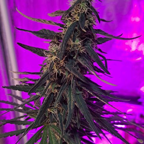 Royal Moby 1 growlog timeline photo