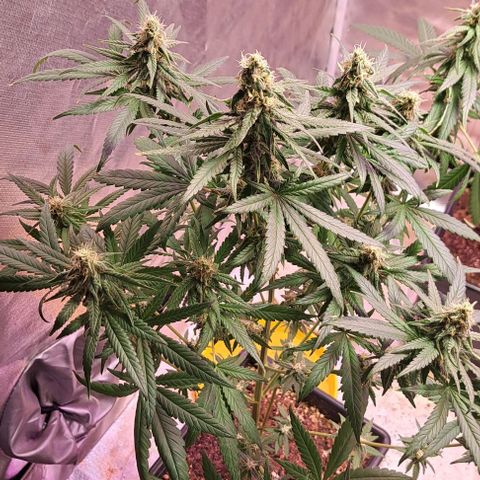 Royal Moby 1 growlog timeline photo