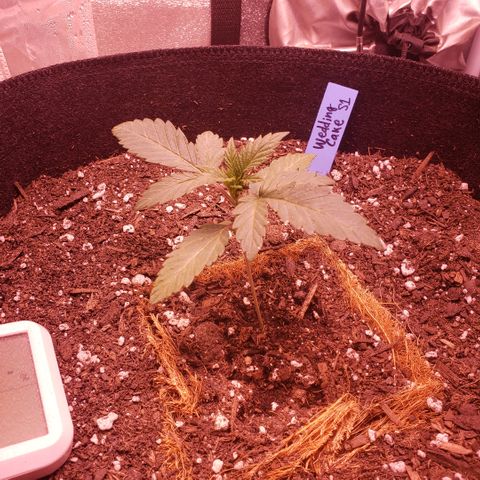 Wedding Cake growlog timeline photo