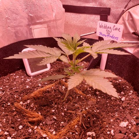 Wedding Cake growlog timeline photo