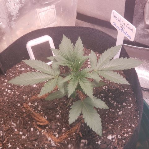 Wedding Cake growlog timeline photo