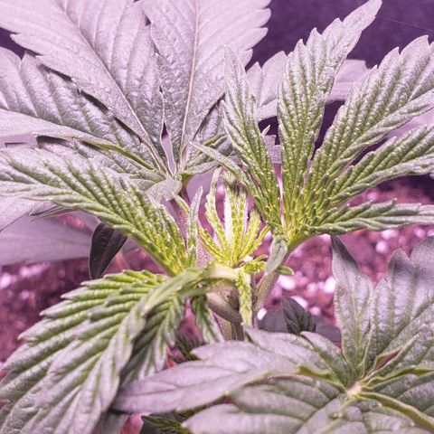 Wedding Cake growlog timeline photo