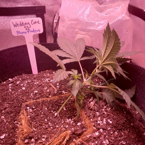 Wedding Cake growlog photo: LST started, first 90 degree bend