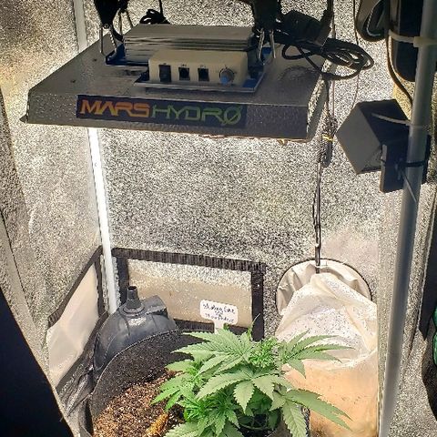 Wedding Cake growlog timeline photo