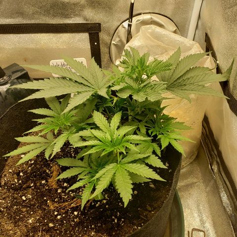 Wedding Cake growlog timeline photo