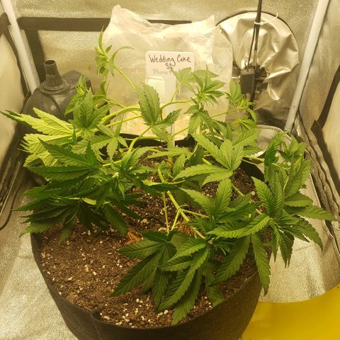 Wedding Cake growlog timeline photo