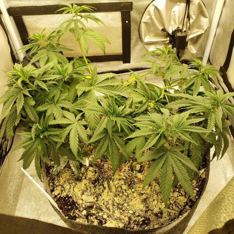 Wedding Cake growlog timeline photo