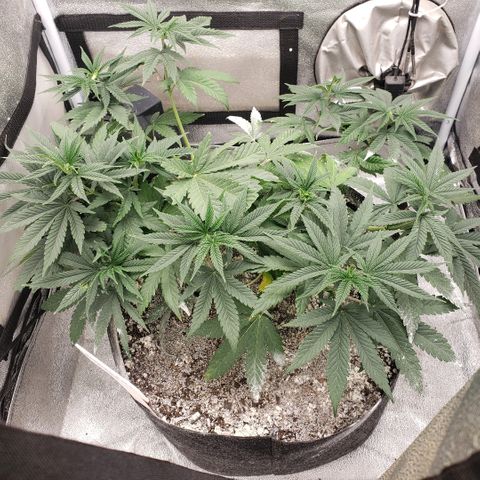 Wedding Cake growlog timeline photo