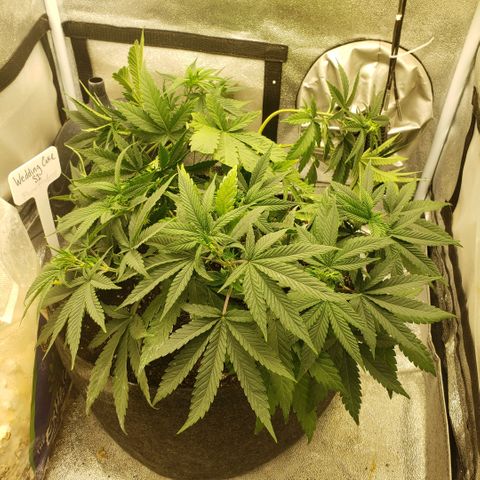 Wedding Cake growlog timeline photo