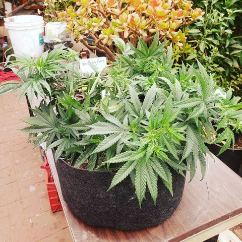 Wedding Cake growlog timeline photo