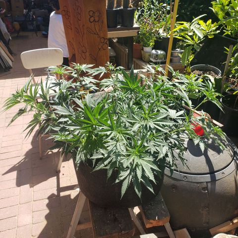 Wedding Cake growlog timeline photo