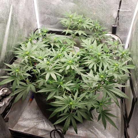Wedding Cake growlog photo: Flowers forming mass