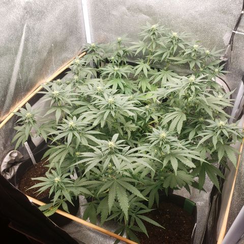 Wedding Cake growlog timeline photo