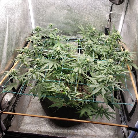 Wedding Cake growlog timeline photo