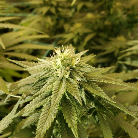 Wedding Cake growlog timeline photo