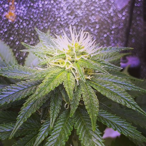 Wedding Cake growlog timeline photo