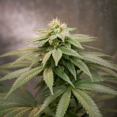 Wedding Cake growlog timeline photo