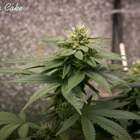 Wedding Cake growlog timeline photo