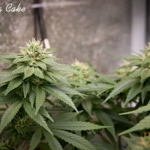 Wedding Cake growlog timeline photo
