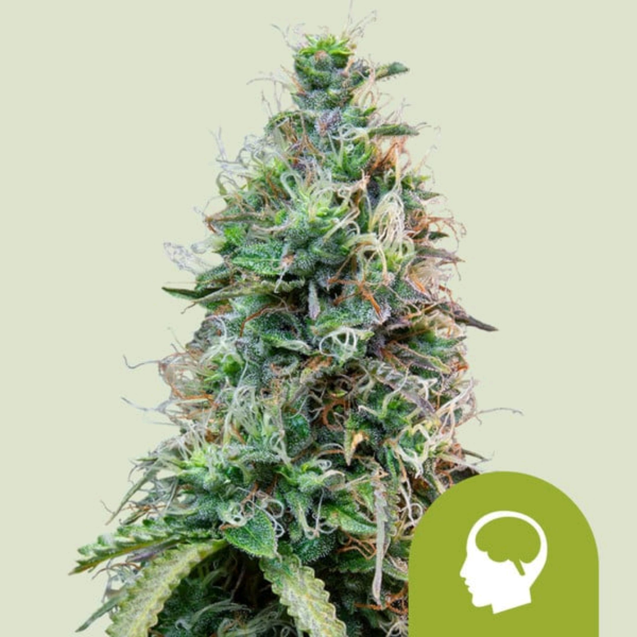 Amnesia Haze Automatic growlog header