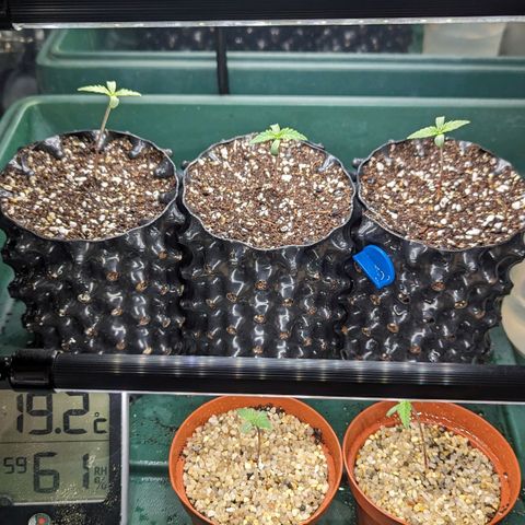 Sweet ZZ growlog photo: Pikiert 3x Airport 1l