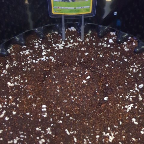 Amnesia Haze Automatic growlog photo