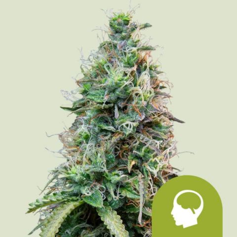 Amnesia Haze Automatic growlog photo