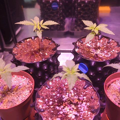 Sweet ZZ growlog timeline photo