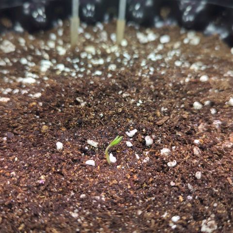 Green Gelato Automatic growlog timeline photo