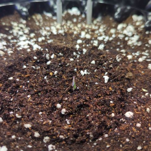 Amnesia Haze Automatic growlog photo