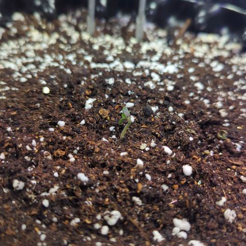 Royal Gorilla Automatic growlog timeline photo