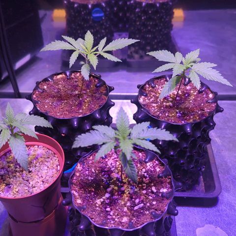 Sweet ZZ growlog photo: Ein neues Zuhause für E